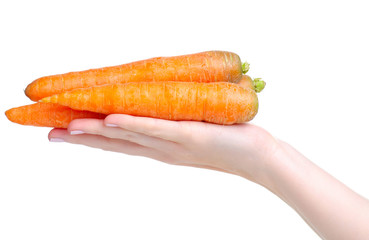 Fresh carrots in hand on white background isolation