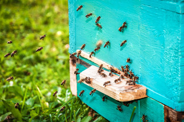 Obraz na płótnie Canvas working bees return to the hive