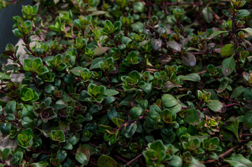 Young sprouts of thyme photo