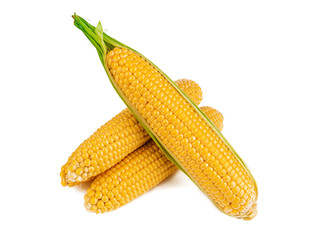 yellow corn cobs on white