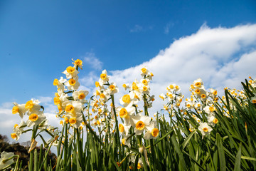 水仙の花　初春イメージ