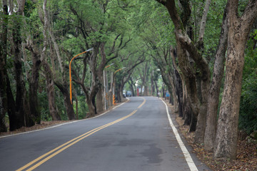 A Curvy Road Of Fresh Green. April 25,2020. At Nantou Jiji Green tunnel- Taiwan.