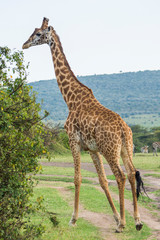 A Rothschild Giraffe Walking in Masai Mara, Kenya on a September evening