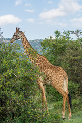 A Rothschild Giraffe Standing Amidst Bushes in Masai Mara, Kenya on a September evening