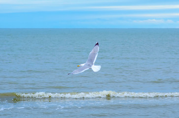 Seagull flies the sea on blue nature sea sky background
