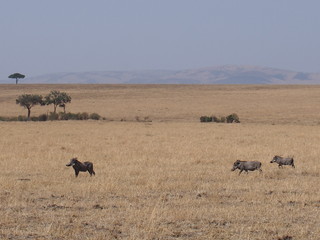 Warthogs on the prairie, Safari, Game Drive, Maasai Mara, Kenya