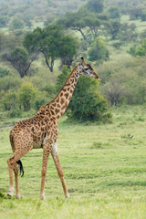 A Rothschild Giraffe Walking in Masai Mara, Kenya on a September evening