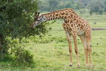 A Rothschild Giraffe Grazing in Masai Mara, Kenya on a September evening