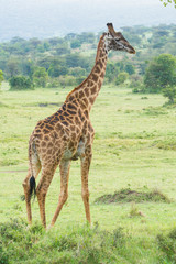 Naklejka na ściany i meble A Rothschild Giraffe Walking in Masai Mara, Kenya on a September evening