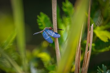 Blue Dragonfly perched on a upright brown leave with spread wings against defocused natural...