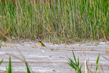 A small bird looking for food on the ground, a bird is standing on the ground.
