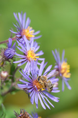Honey Bee on New England Aster