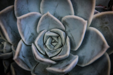 Desert rose