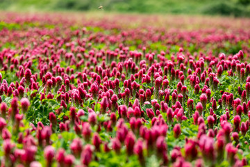 Fototapeta premium Trifoglio incarnato