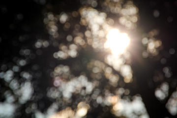 Light through a tree at sunset