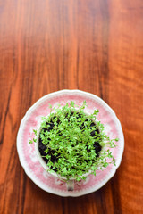 fresh herbs in a bowl