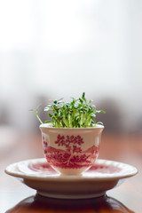 fresh herbs in a bowl