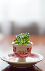 fresh herbs in a bowl