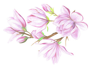 Magnolia pink flowers and leaves. Magnolia branch with pink flowers
