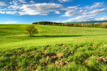 Fototapeta premium Oak tree on green spring meadow, wallpaper of wild nature