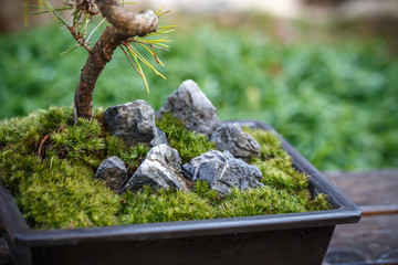 苔盆栽　和風イメージ