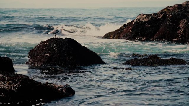 A seagull sits atop a crusted rock as waves come in.

Tripod. Fixed Focus. Medium-Wide Field of View. 23.976 FPS.