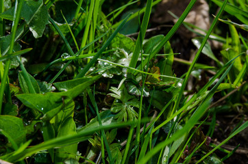 Water drops after rain on green foliage