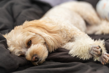 人気犬種　キャバプー　眠り