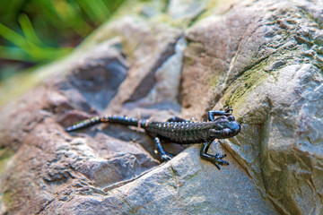 
Alpensalamander (Salamandra atra) - Alpine salamander 