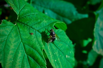 Mosca sobre hoja verde