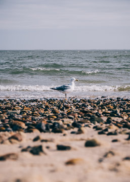 Einsame M&ouml;we am Strand.