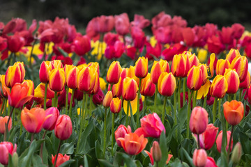 チューリップの花　春イメージ