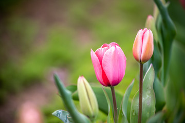 チューリップの花　春イメージ