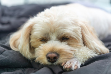 人気犬種　キャバプー　眠り