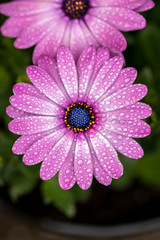 Fototapeta premium デイジーの花 春イメージ