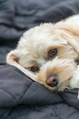 人気犬種　キャバプー　眠り