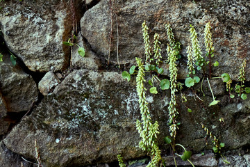 stone wall with green plants