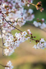 桜の花　春イメージ