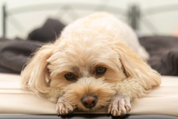 人気犬種　キャバプー　眠り