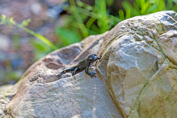 
Alpensalamander (Salamandra atra) - Alpine salamander 