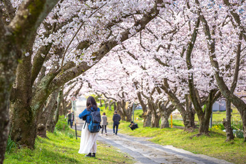 Obraz premium 桜のアーチ 春のイメージ