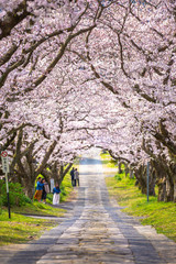 Fototapeta premium 桜のアーチ 春のイメージ