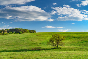 Fototapeta na wymiar Old oak tree on green spring meadow, landscape in sunny day with blue sky