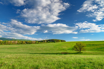 Obraz premium Natural wallpaper. old oak tree, green meadow, blue sky