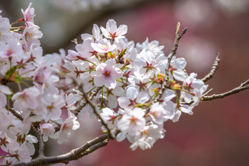 桜の花　春イメージ