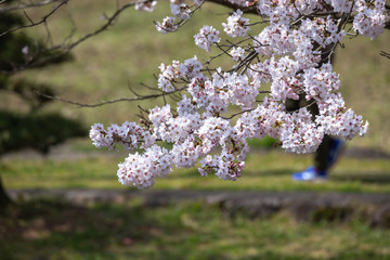 桜の花　春イメージ