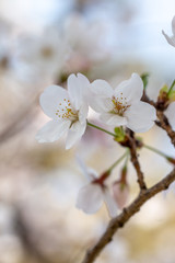 桜の花　春イメージ
