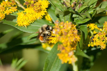 Tricolored Bumble Bee on Goldenrod 