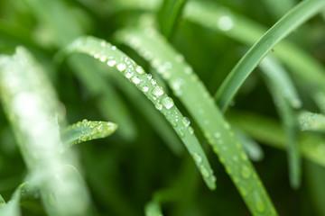 Naklejka premium 緑と水 環境とエコのイメージ