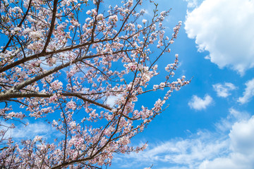 桜の花　春イメージ